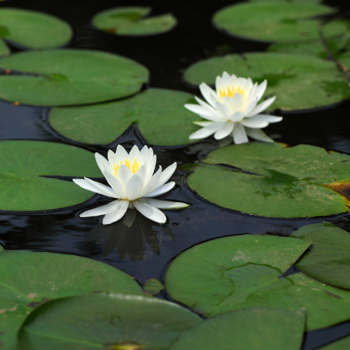 Floor Cleaner (Seagrass & Lotus)